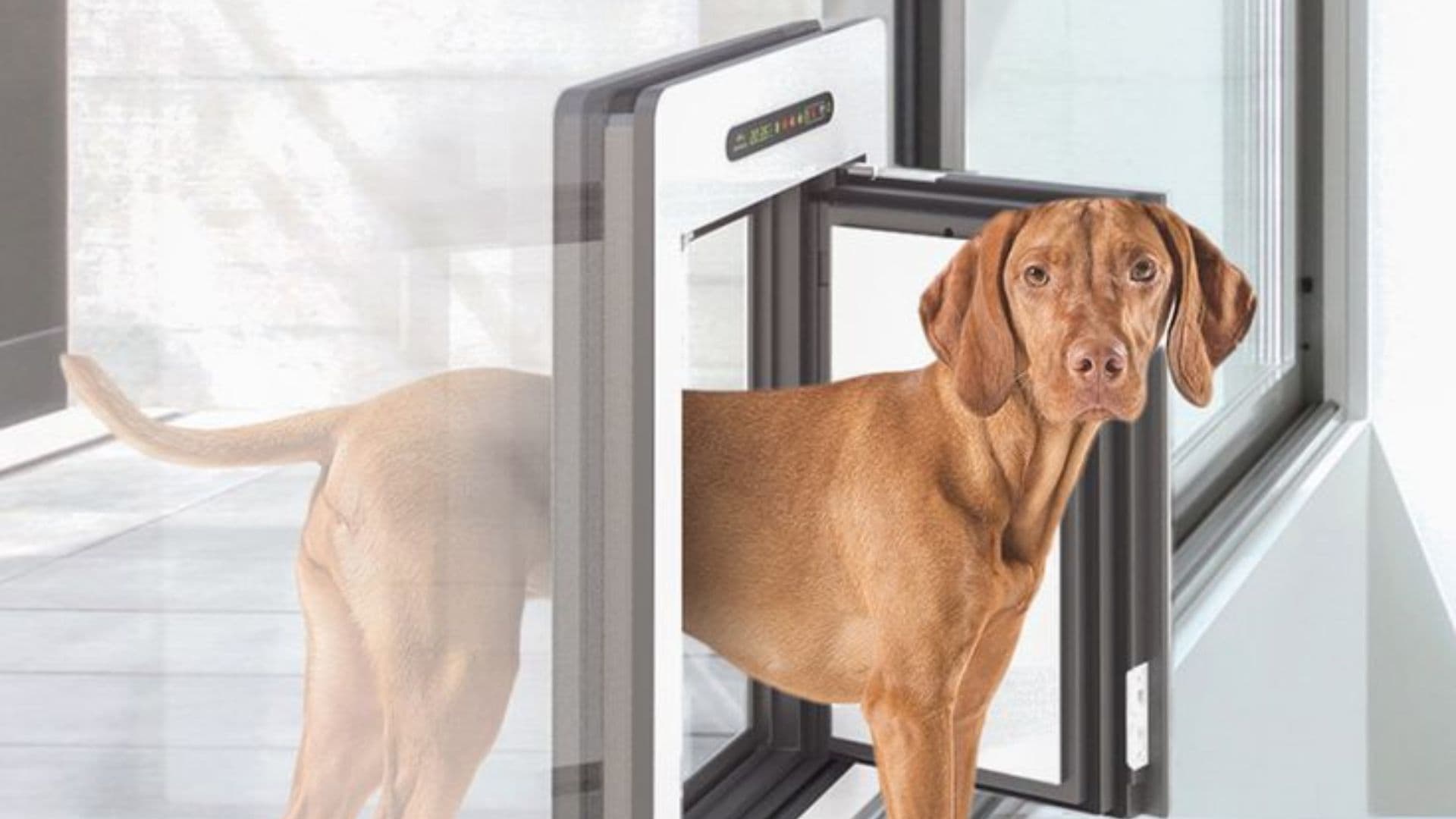 Dog walking through smart dog door